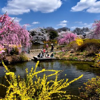 緑水苑賞：池上和夫　春の賑わい