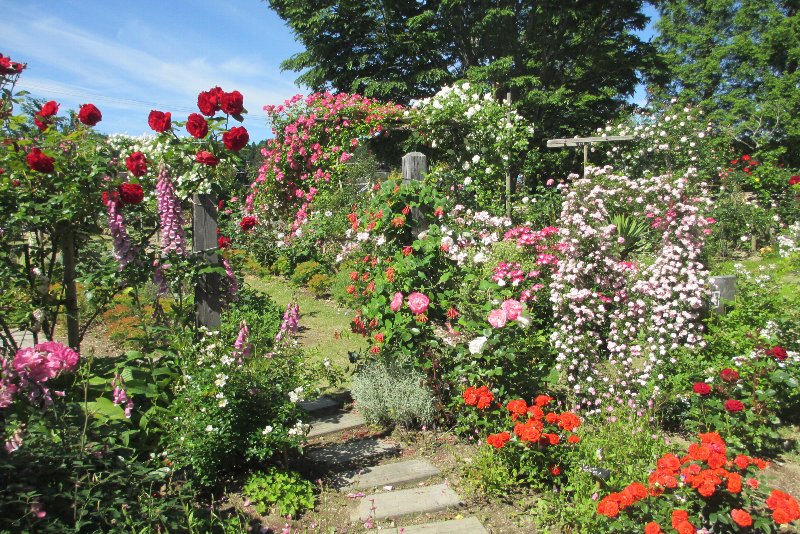 バラ園の風景 滋賀の絶景バラ園9選！見頃の大津・守山などおすすめ名所を厳選