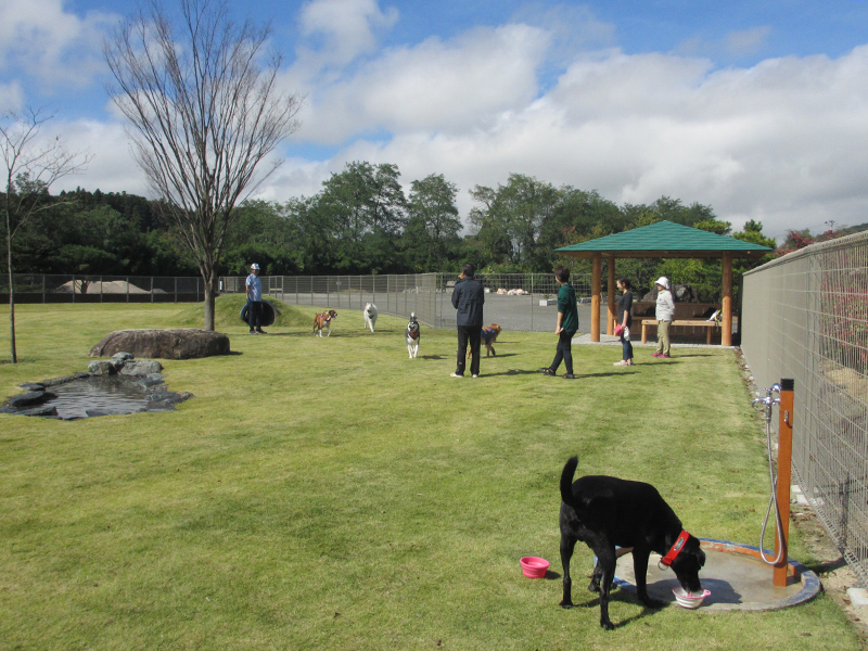 四季之里 綠水苑 與狗狗一起玩耍的犬狗樂園！